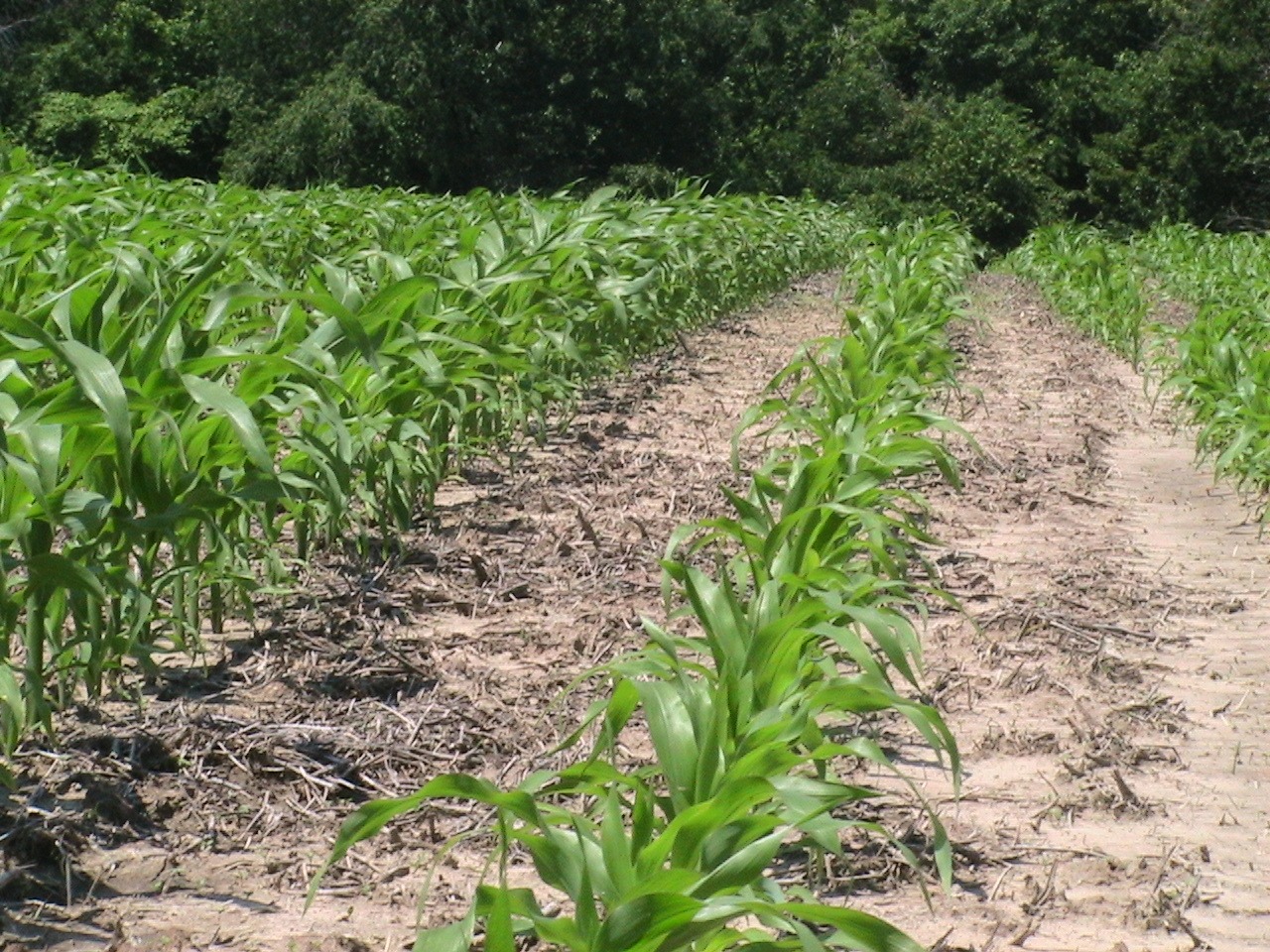 Starter Fertilizer | Soil Service, Inc.