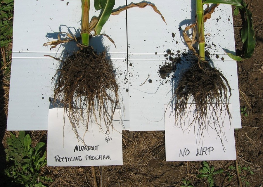 Comparison of cornstalk roots with and without Nutrient Recycling Program