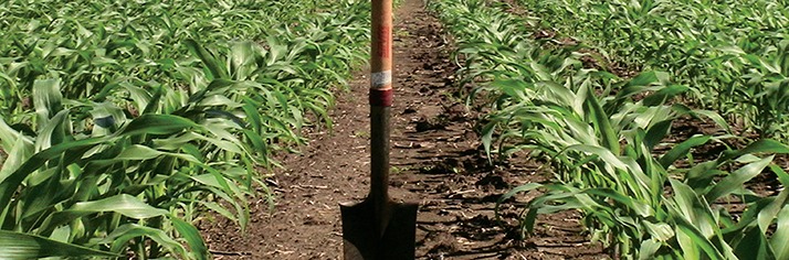 Field of corn with shovel planted to mark test sides