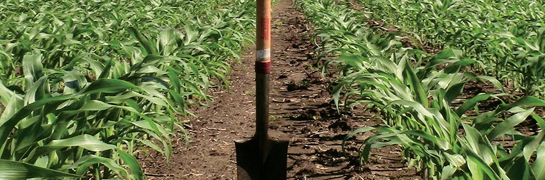 Field of corn with shovel planted in dirt to mark test sides