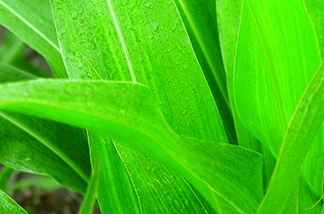 Closeup of corn plant
